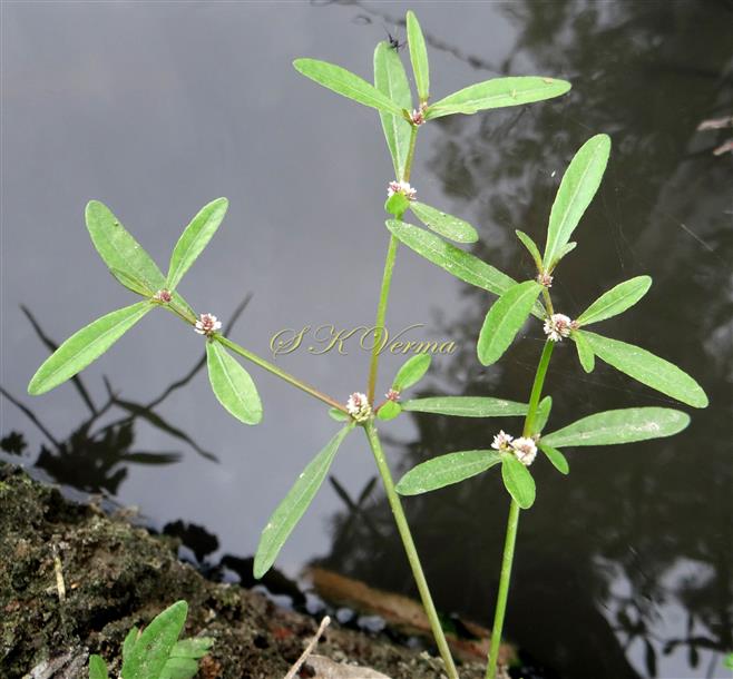  Flowering Shoot